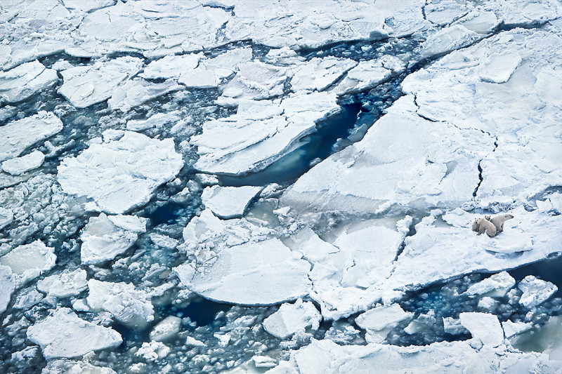 Eisbären auf brüchiger Eisscholle